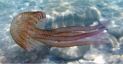 Không nên cho trẻ em ăn sứa biển